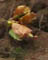 Autumn Leaves